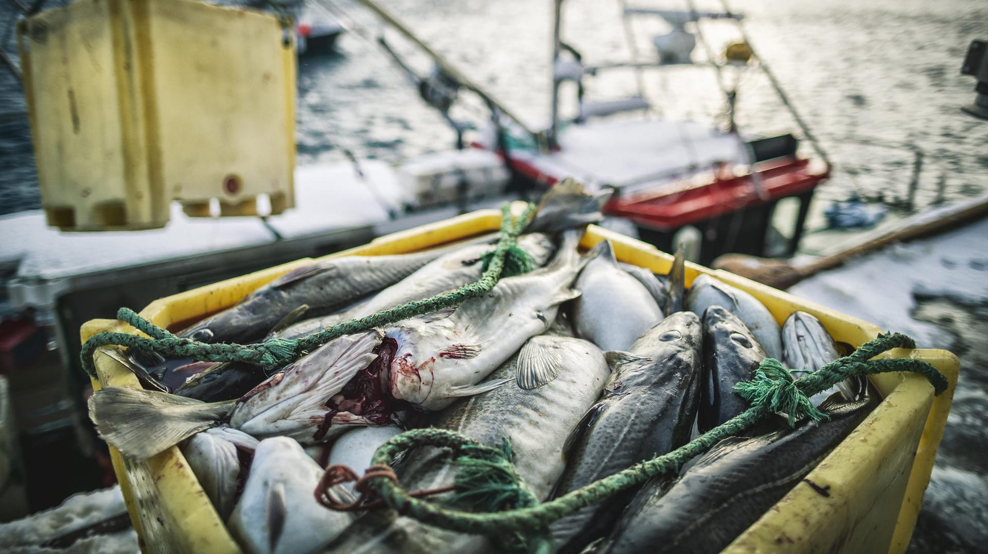 Fischerboot (Symbolbild): Frankreich hatte zuletzt den britischen Kutter "Cornelis Gert Jan" festgesetzt.