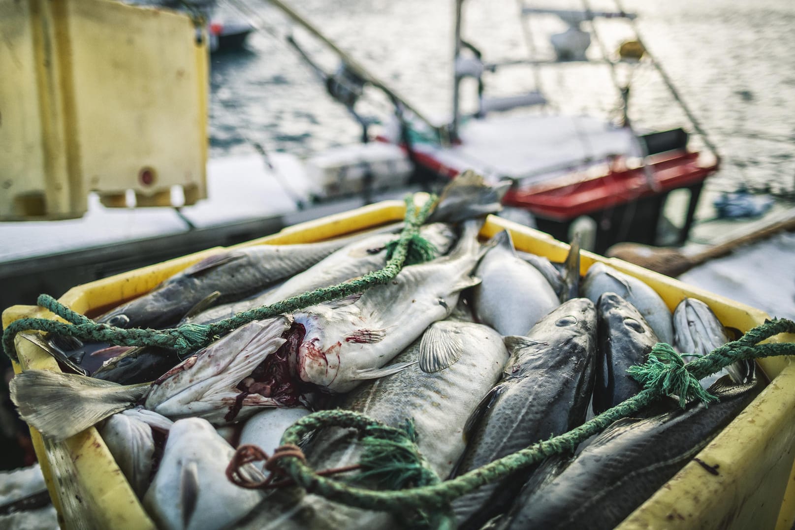 Fischerboot (Symbolbild): Frankreich hatte zuletzt den britischen Kutter "Cornelis Gert Jan" festgesetzt.