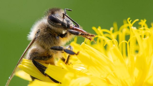 Eine Biene streift mit zwei Beinen ihren Rüssel ab