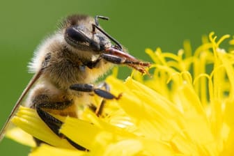 Eine Biene streift mit zwei Beinen ihren Rüssel ab