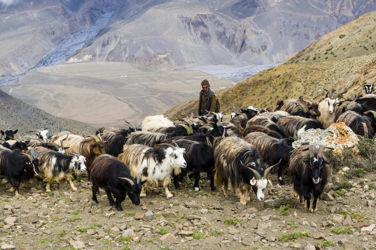Auch an den höchsten Punkten des Planeten hinterlässt die Klimakrise Spuren: In Nepal lassen steigende Temperaturen nicht nur Gletscher schmelzen, auch die Wüste wird größer. Sherpas treiben ihr Vieh in immer höhere Bergregionen, um überhaupt noch Weideflächen zu finden.