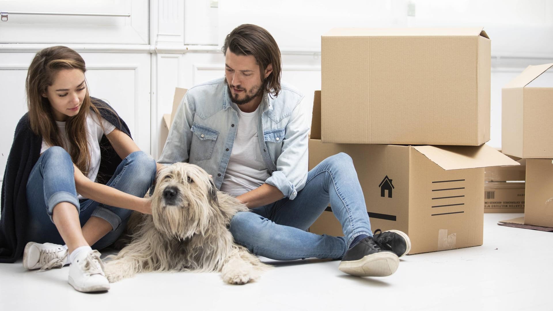 Umzug mit Hund: Am wichtigsten ist, dass der vertraute Mensch in der Nähe bleibt.