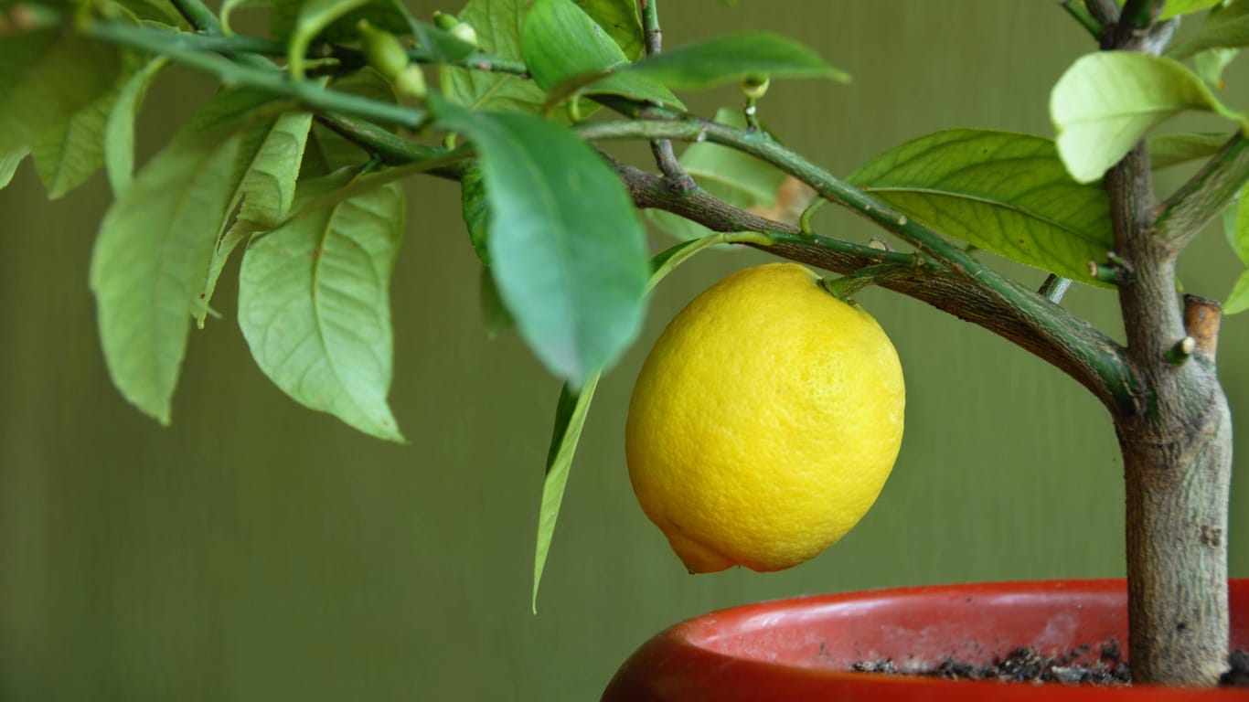 Zitronenbaum (Citrus limon): Das ideale Winterquartier ist hell und kühl.