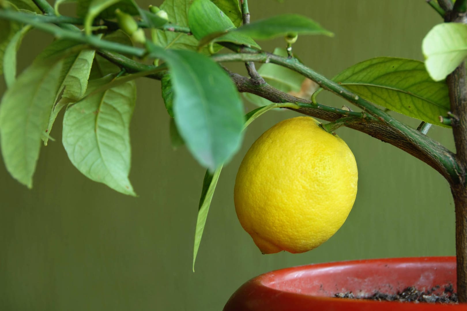 Zitronenbaum (Citrus limon): Das ideale Winterquartier ist hell und kühl.