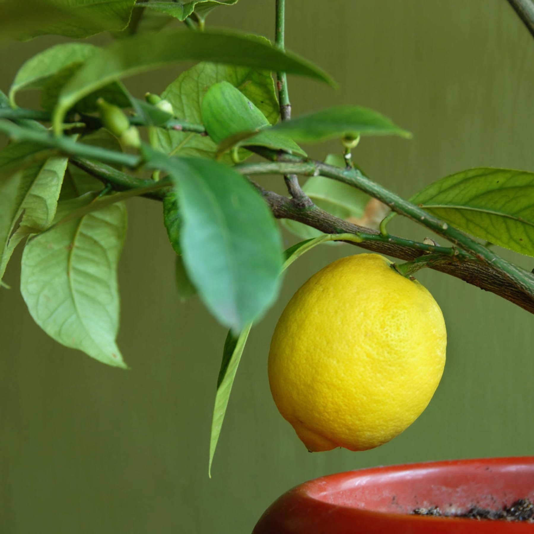 Zitronenbaum und Orangenbaum überwintern und pflegen
