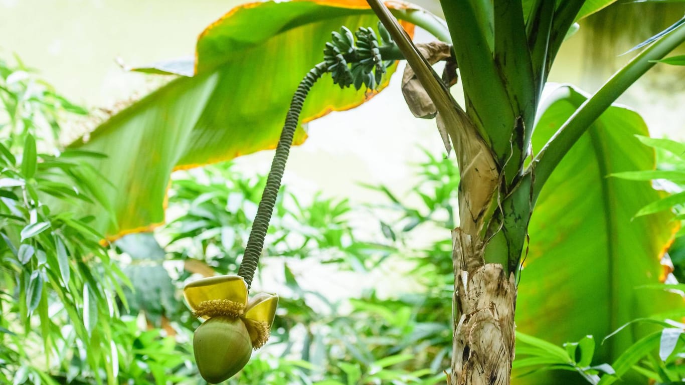 Bananenstaude: Sie wächst im Vogelhaus des Zoologischen Gartens Berlin.