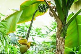Bananenstaude: Sie wächst im Vogelhaus des Zoologischen Gartens Berlin.