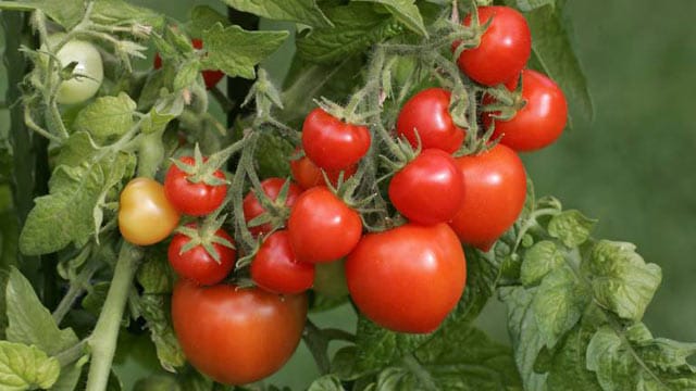Durch Ausgeizen von Tomatenpflanzen werden die Früchte schöner und größer.