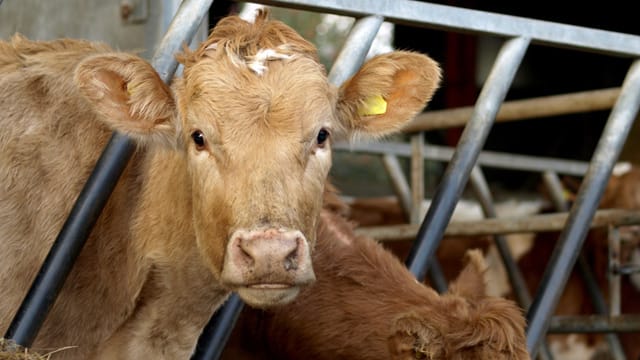 Wer in einem Notfall Hilfe leistet, ist grundsätzlich unfallversichert