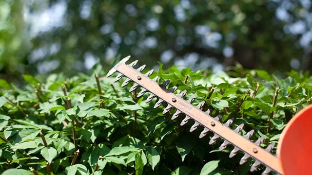 Hecke schneiden ist zwischen März und Oktober eigentlich nicht erlaubt.