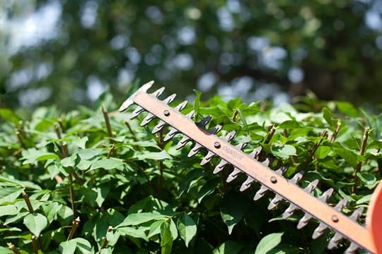 Hecke schneiden ist zwischen März und Oktober eigentlich nicht erlaubt.