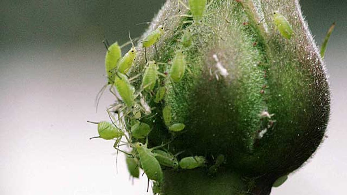 APHIDS Dövüş – Bu Ev Çözümü'ne Karşı Hesur'a Yardım Edin