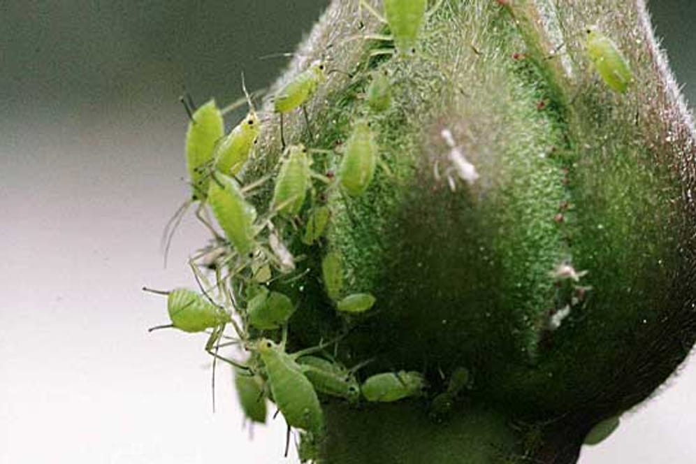 Blattläuse: 10 Tipps gegen die Schädlinge.