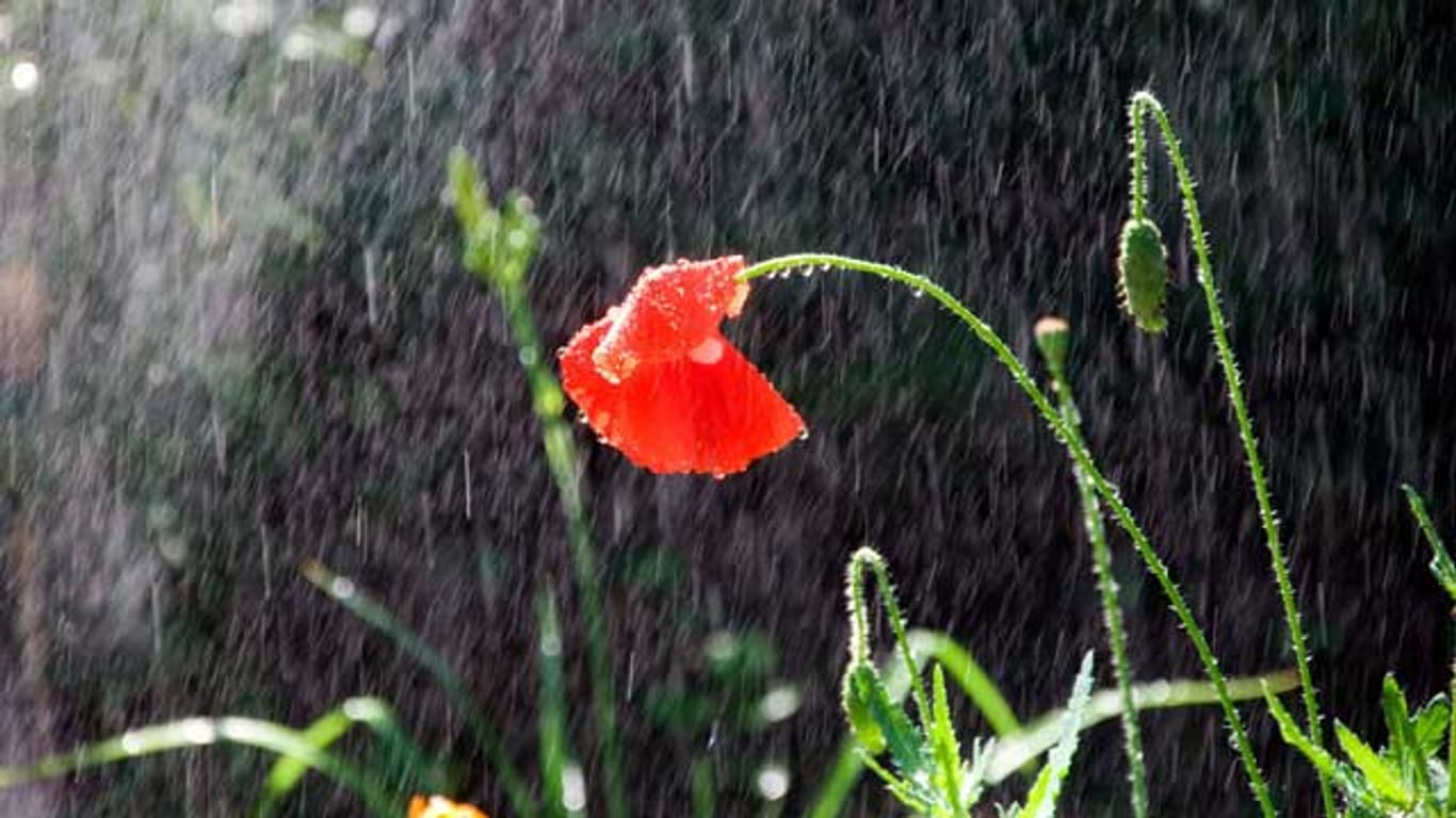 Zu viel Regen bringt Krankheiten in den Garten.