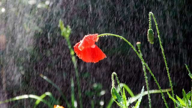 Zu viel Regen bringt Krankheiten in den Garten.