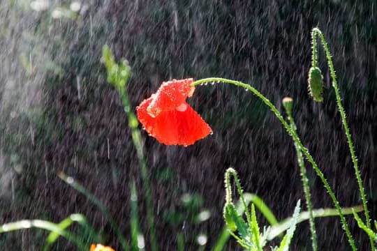 Zu viel Regen bringt Krankheiten in den Garten.