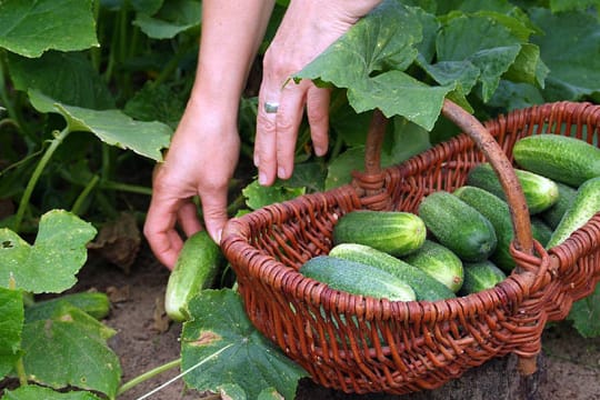 Auch im eigenen Garten kann man Gurken anbauen und ernten.