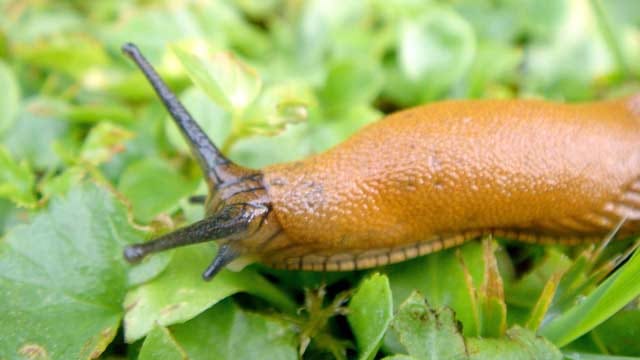 Schnecken zeigen sich besonders bei Regen im Garten.