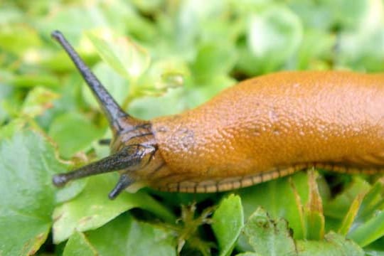 Schnecken zeigen sich besonders bei Regen im Garten.