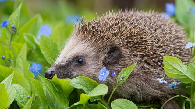 Igel halten sich gerne in hohen Wiesen auf