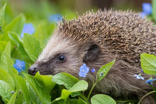 Igel halten sich gerne in hohen Wiesen auf