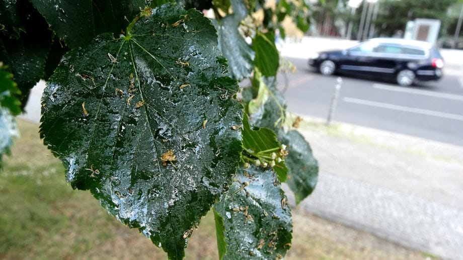 Unter einem Baum geparkt: Honigtau kann Lackschäden verursachen.