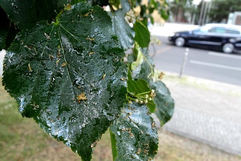 Unter einem Baum geparkt: Honigtau kann Lackschäden verursachen.