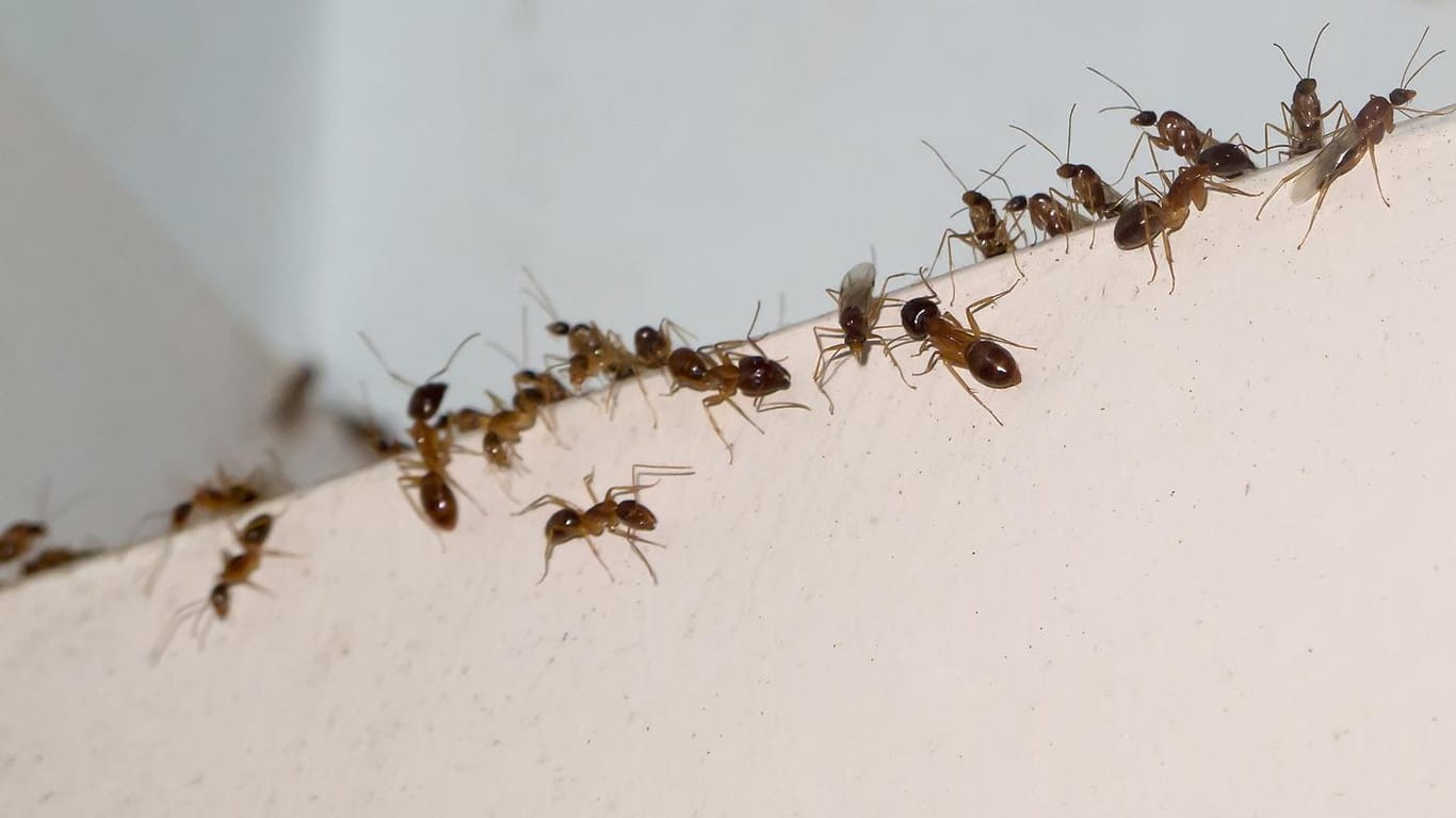 Ameisen im Haus: Haben die Schädlinge einmal den Weg ins Innere der Wohnung gefunden, ist es schwer, sie wieder loszuwerden.