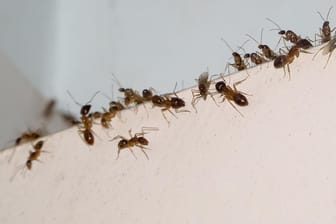 Ameisen im Haus: Haben die Schädlinge einmal den Weg ins Innere der Wohnung gefunden, ist es schwer, sie wieder loszuwerden.
