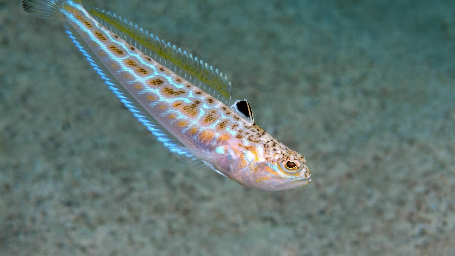 Das Petermännchen ist ein giftiger Fisch und kommt auch in der Nordsee vor.