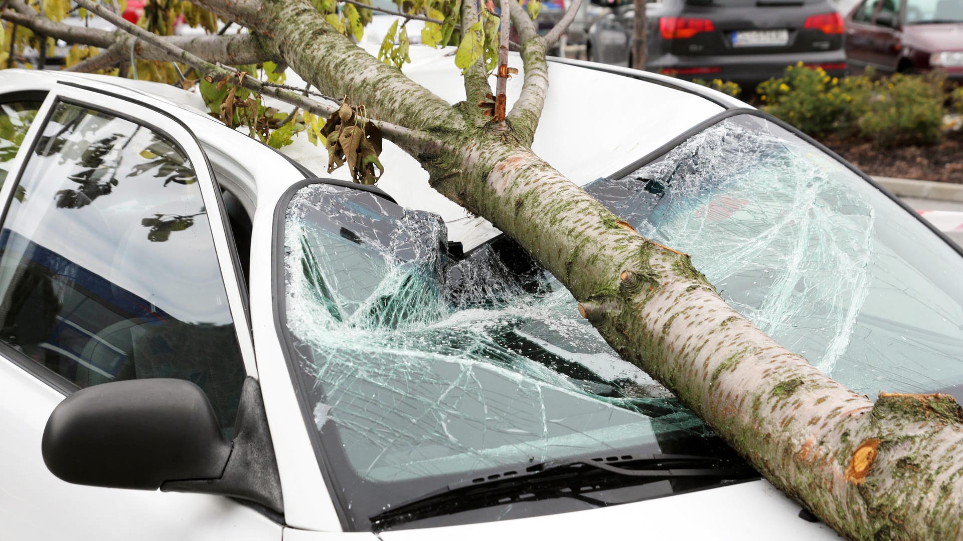 Umgekippter Baum: Ein Sturm kann schwere Schäden am Auto verursachen.