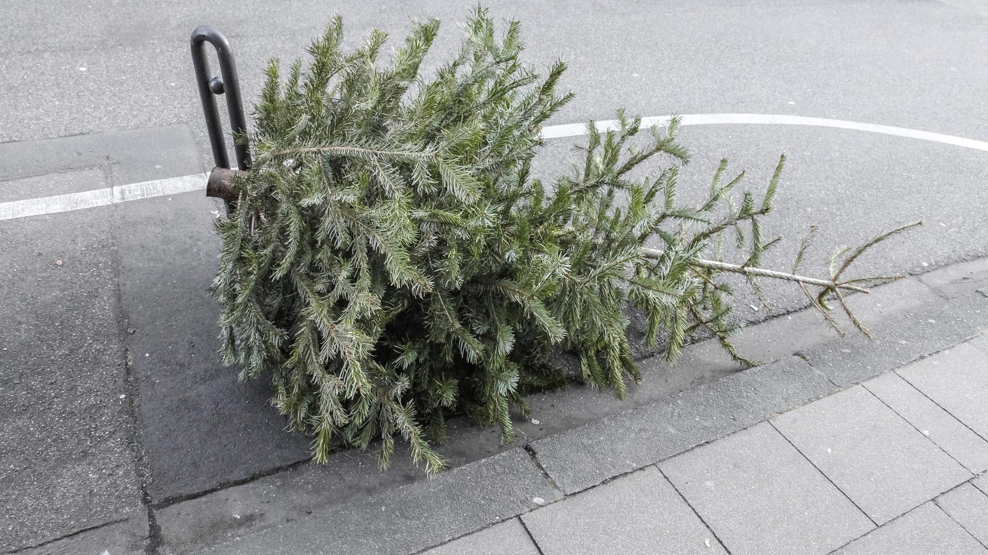 Weihnachtsbaum, danach, auf der Strasse