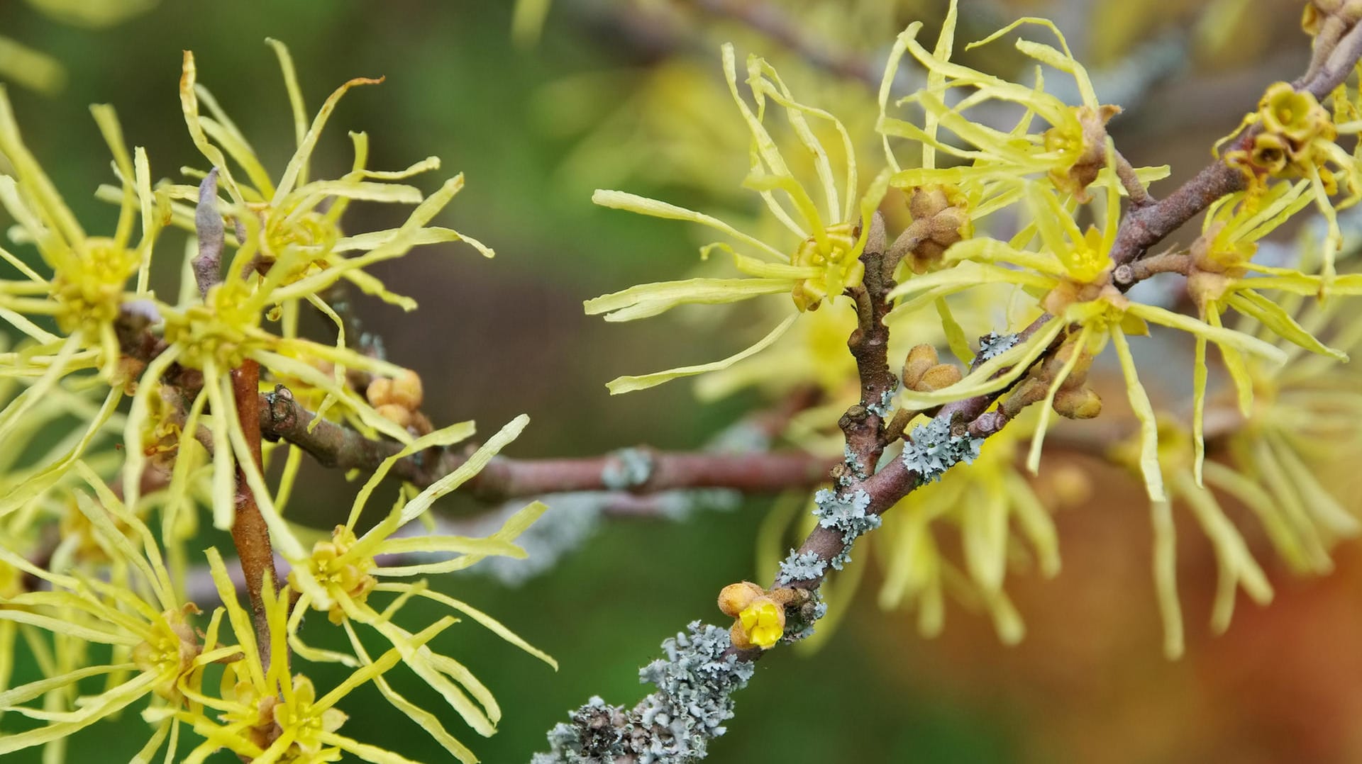 Haselnussblüte