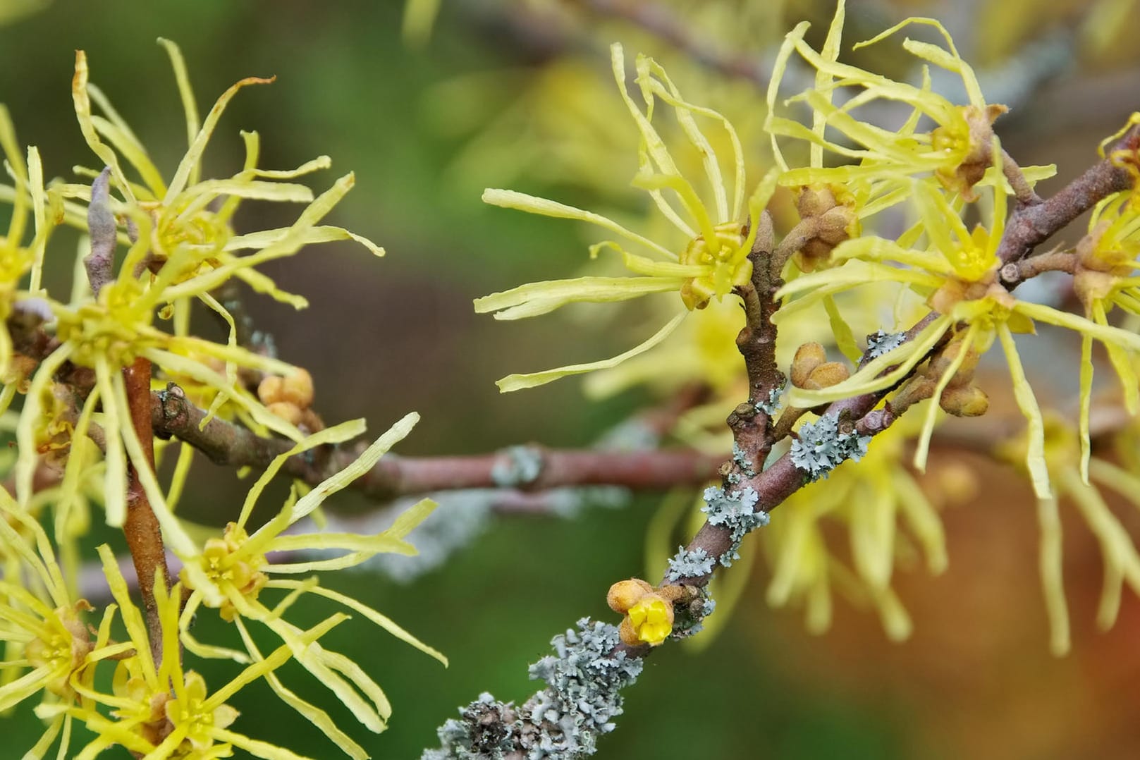 Haselnussblüte