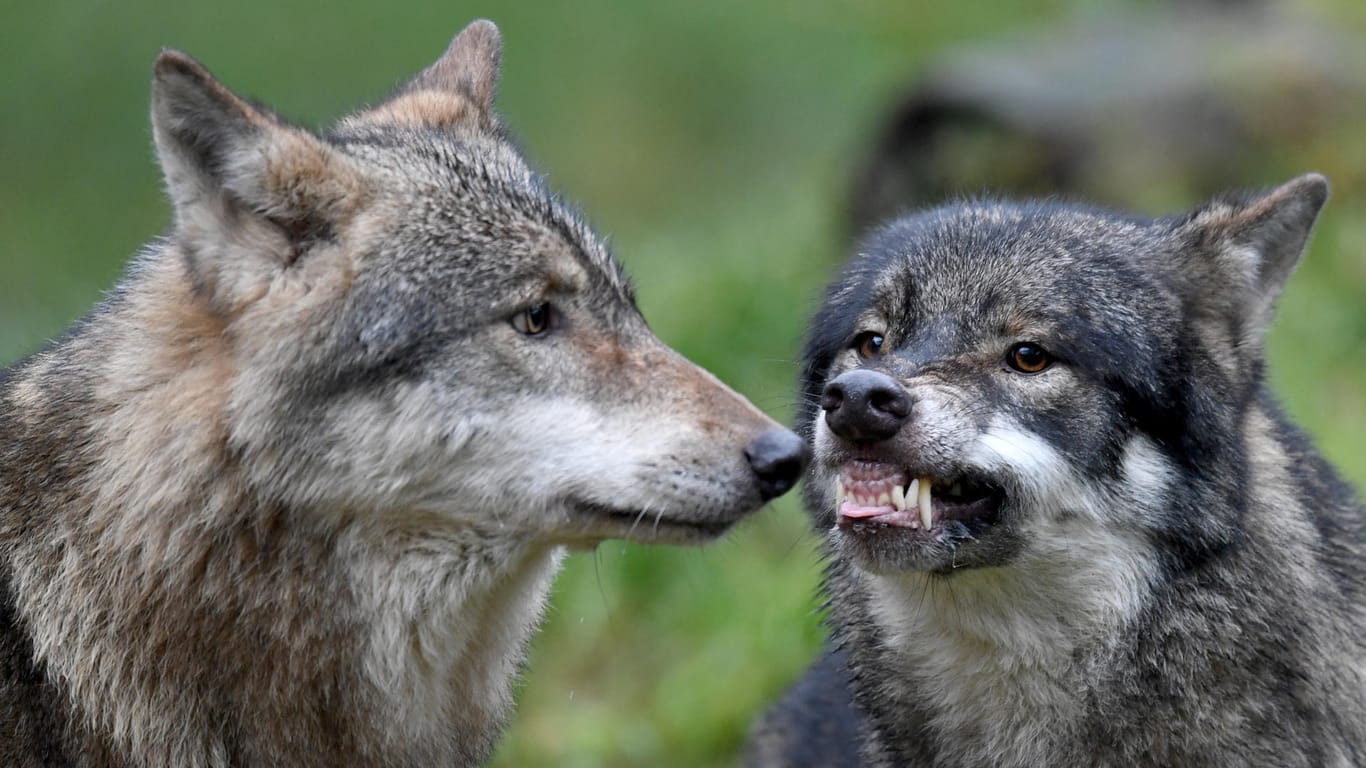 Wölfe: Die CSU hat den Begriff der "Obergrenze" so erfolgreich geprägt, dass jetzt immer wieder eine Obergrenze für Wölfe gefordert wird.