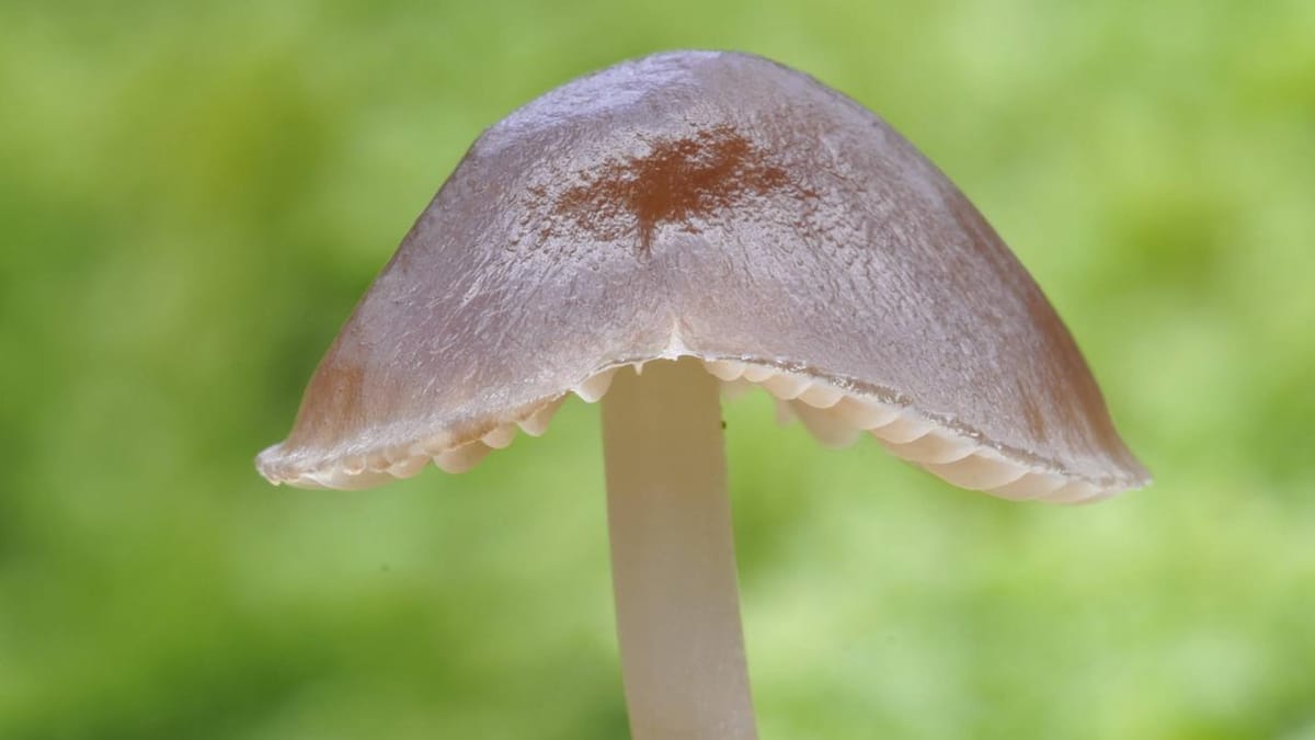 Pilzsaison 2025: Kalender zeigt, welche Pilze jetzt wachsen