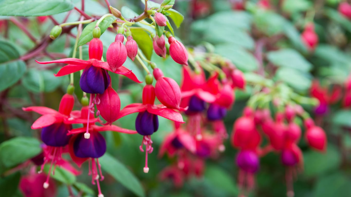 Fuchsie (Fuchsia): Die Pflanzen eignen sich sowohl für den Balkonkasten als auch für die Blumenampel.