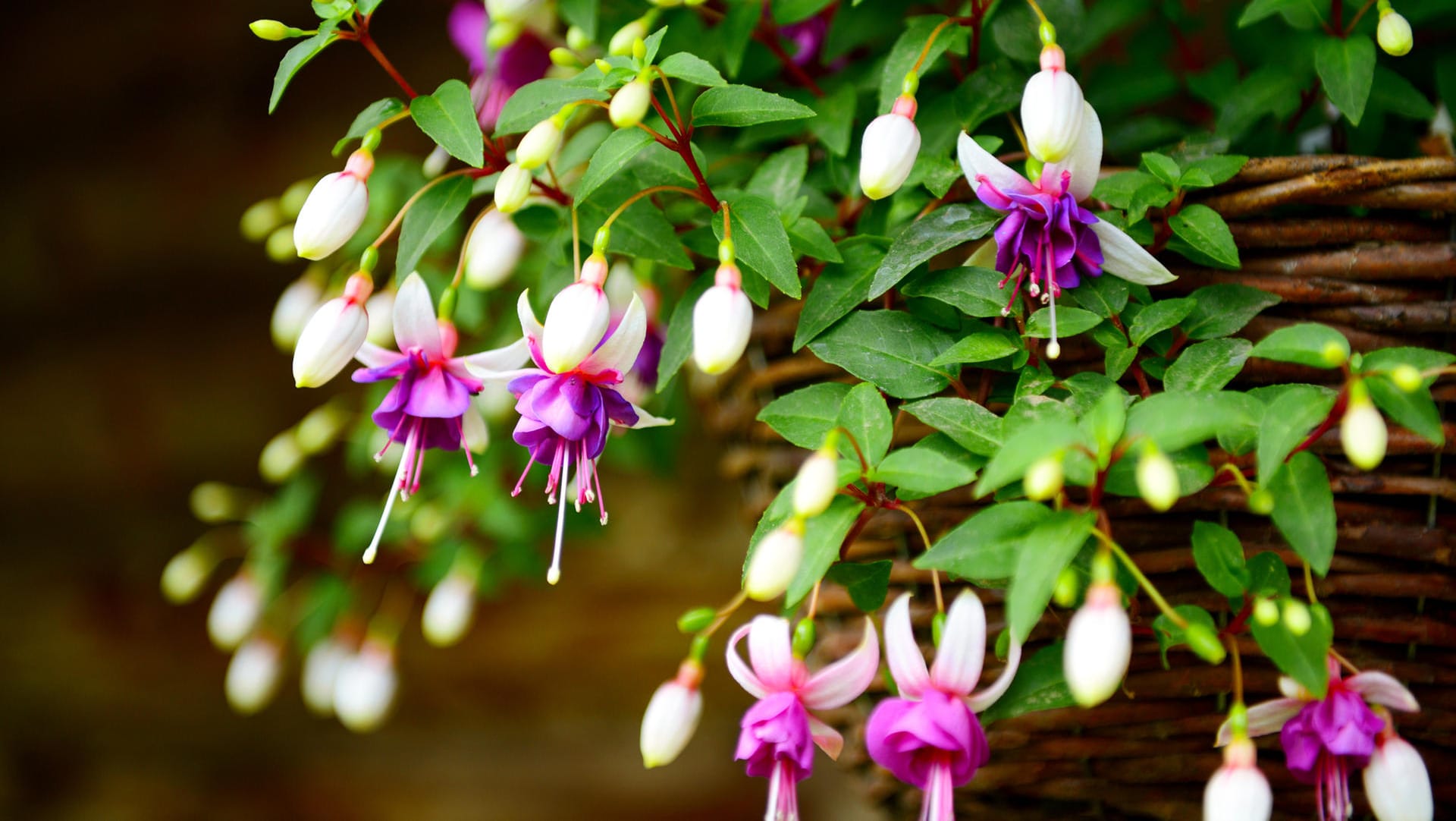 Fuchsie (Fuchsia): Die Sommerpflanze ist in verschiedenen Farbkombinationen erhältlich.