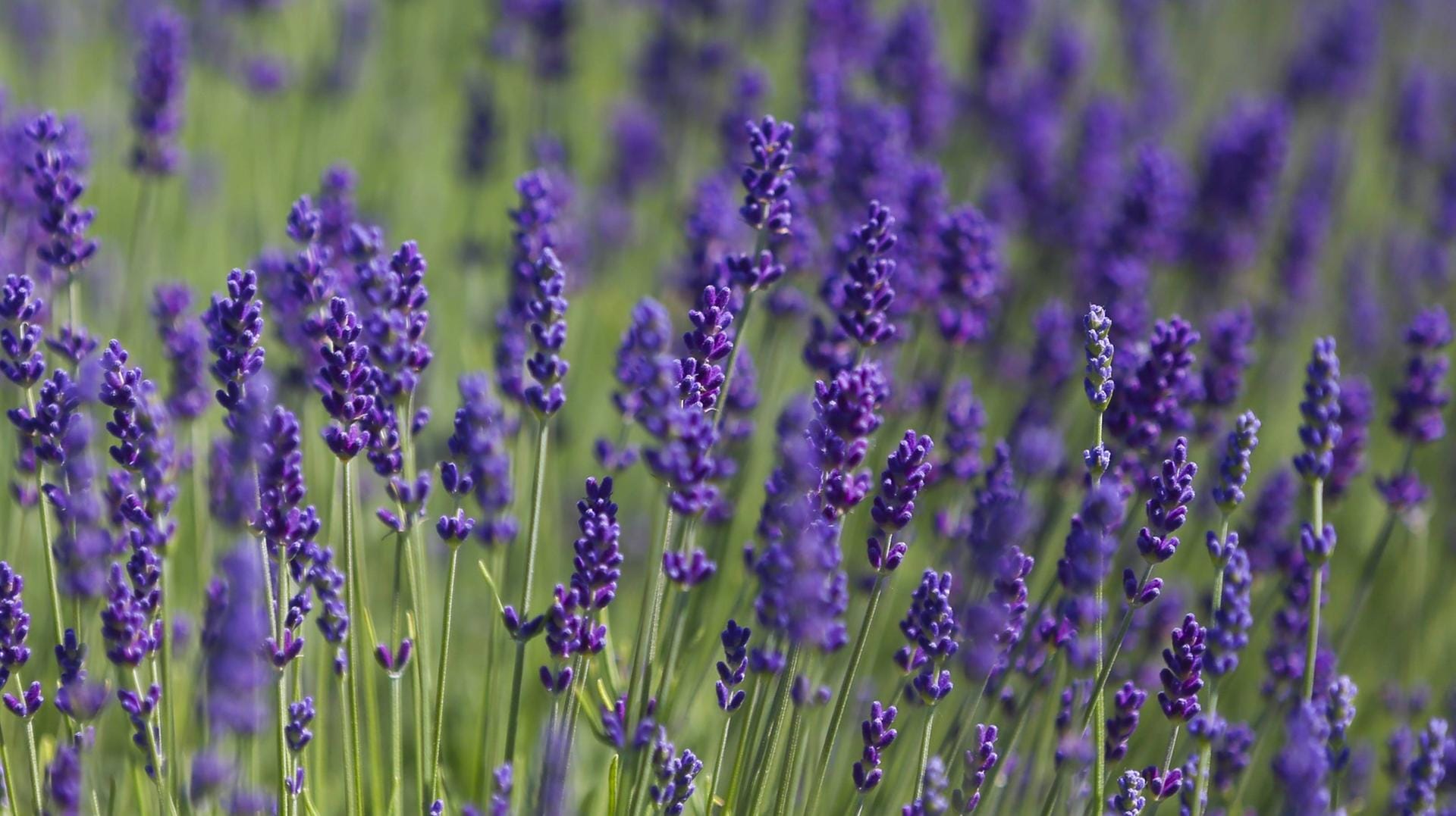 Lavendel