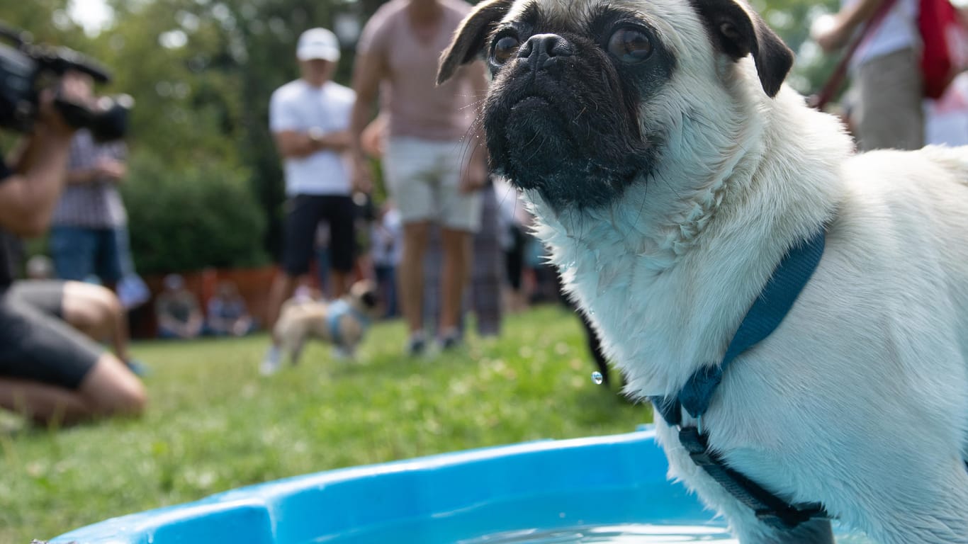 Ein Mops steht beim 9. Internationalen Mopstreffen in einem Schwimmbecken und kühlt sich ab: Wegen den hohen Temperaturen wurden den Hunden Möglichkeiten zur Abkühlung geschaffen.