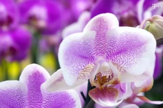 Gießen, düngen, beschneiden oder umtopfen: Pflege von Orchideen (Screenshot: Getty Images)