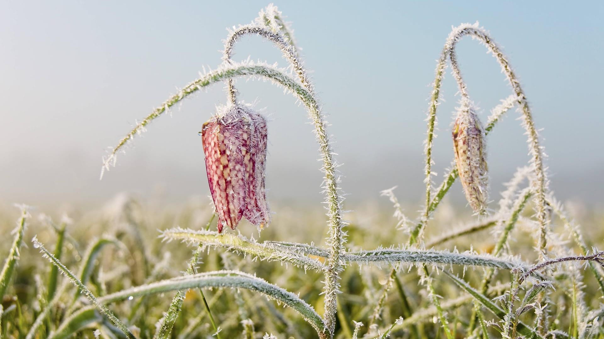 Schachblume Gewoehnliche Schachblume Kiebitzei Schachbrettblume Schachbrett Blume Fritillaria m