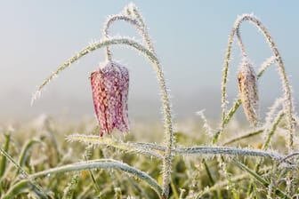 Schachblume Gewoehnliche Schachblume Kiebitzei Schachbrettblume Schachbrett Blume Fritillaria m