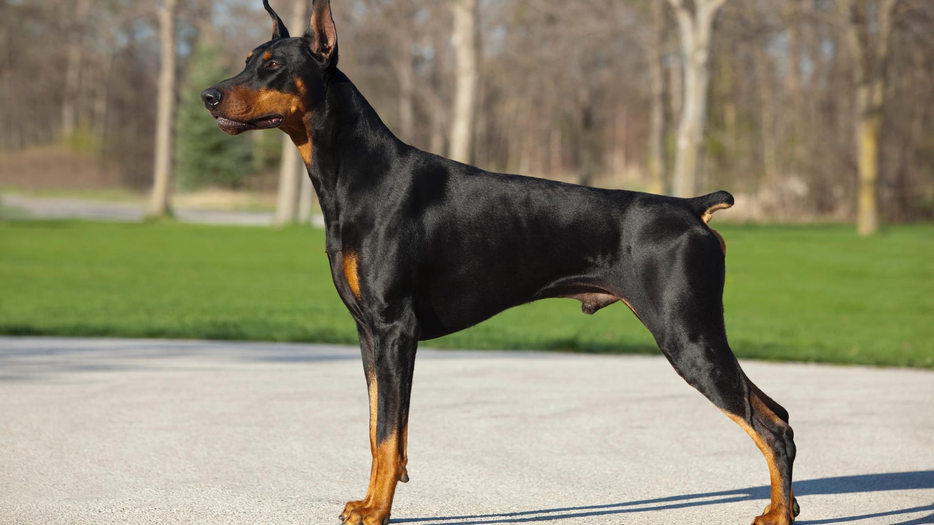 Ein Dobermann (Symbolbild): Der Hund soll der Besitzerin entlaufen sein.