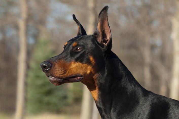 Ein Dobermann (Symbolbild): Der Hund soll der Besitzerin entlaufen sein.