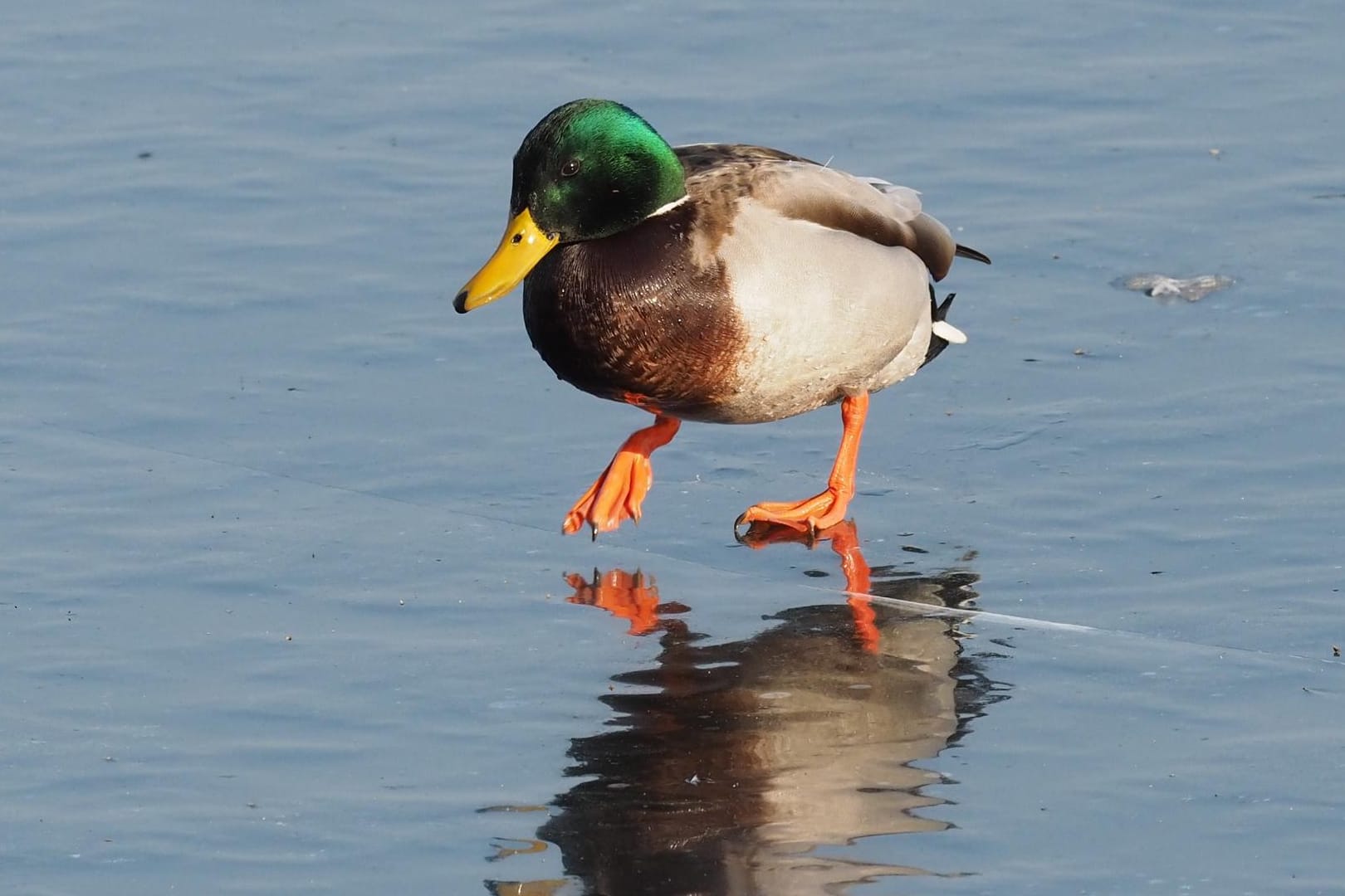 Ente watschelt auf dem Eis: Das Tier kann nicht festfrieren.