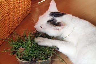 Katze frisst Katzengras: Achten Sie darauf, dass es sich bei den verzehrten Pflanzen um Sorten handelt, die von Ihrem Tier gefressen werden dürfen.