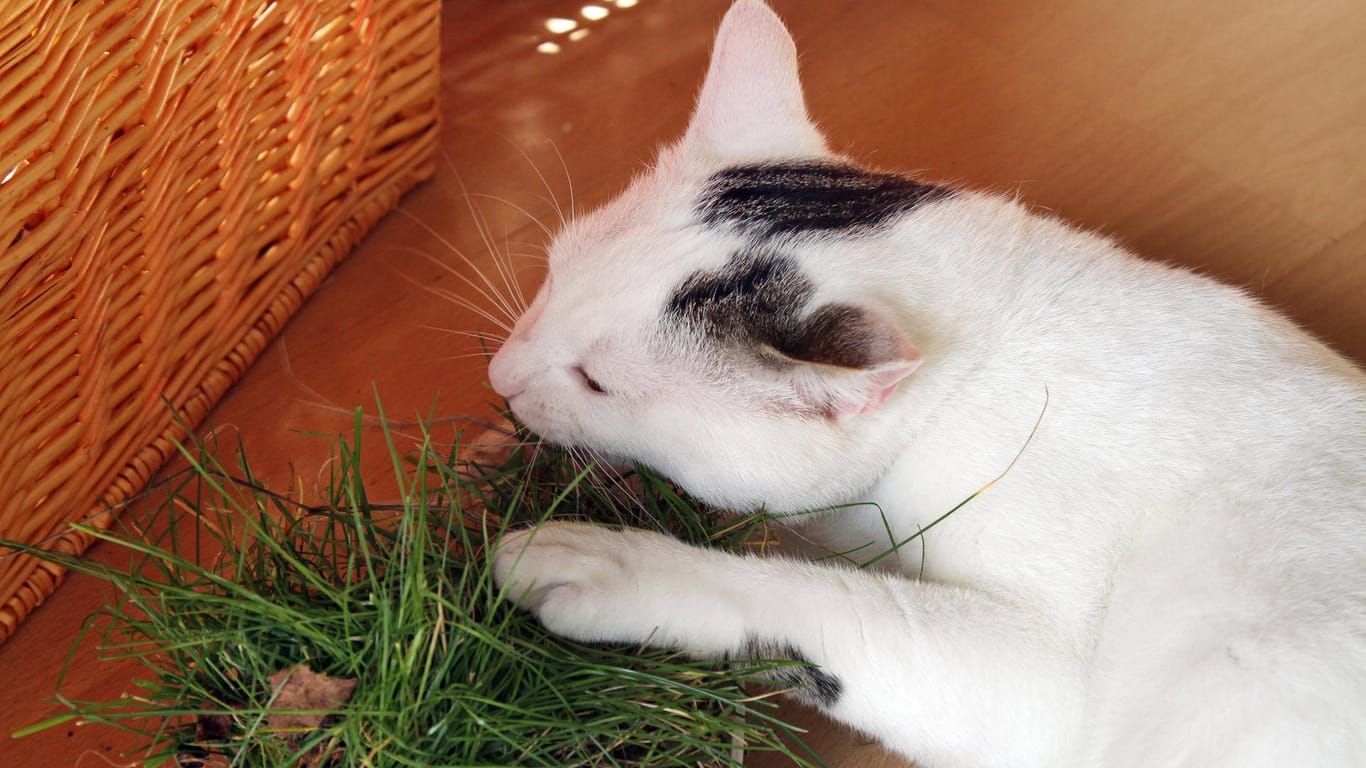 Katze frisst Katzengras: Achten Sie darauf, dass es sich bei den verzehrten Pflanzen um Sorten handelt, die von Ihrem Tier gefressen werden dürfen.