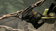 Fledermaus-Männchen bekommen Sex nur gegen Futter