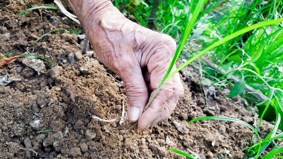Bahçenizin şimdi buna ihtiyacı var